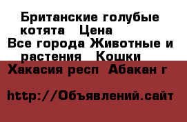 Британские голубые котята › Цена ­ 5 000 - Все города Животные и растения » Кошки   . Хакасия респ.,Абакан г.